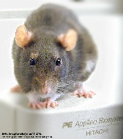Rat on Genome Sequenceer Courtesy of Martin Krzywinski